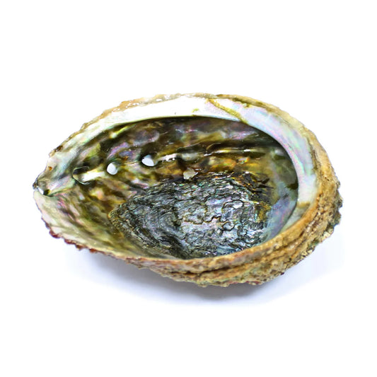 ABALONE SHELL